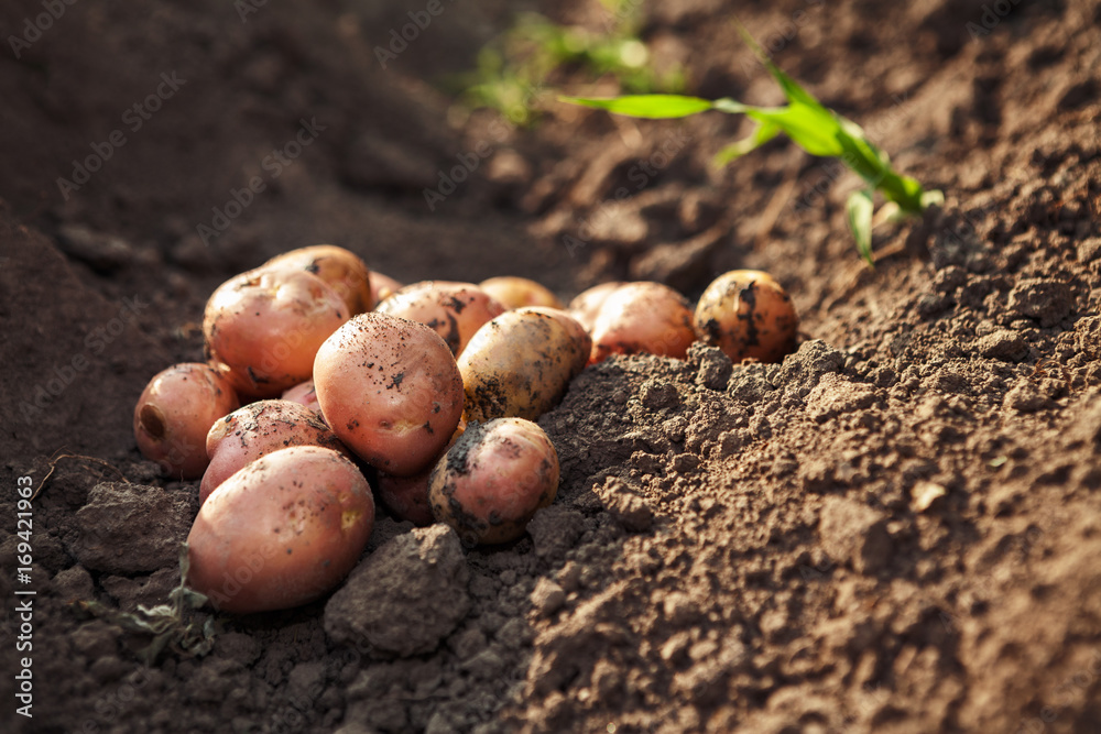 Potato lying on garden ground