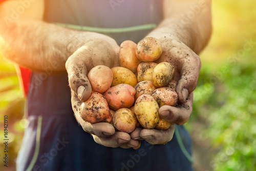 Fresh potato in hands.