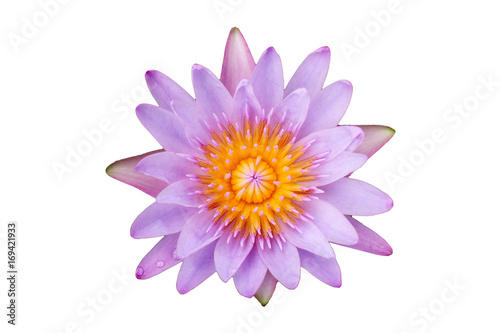 Pink water lilly isolated on white background