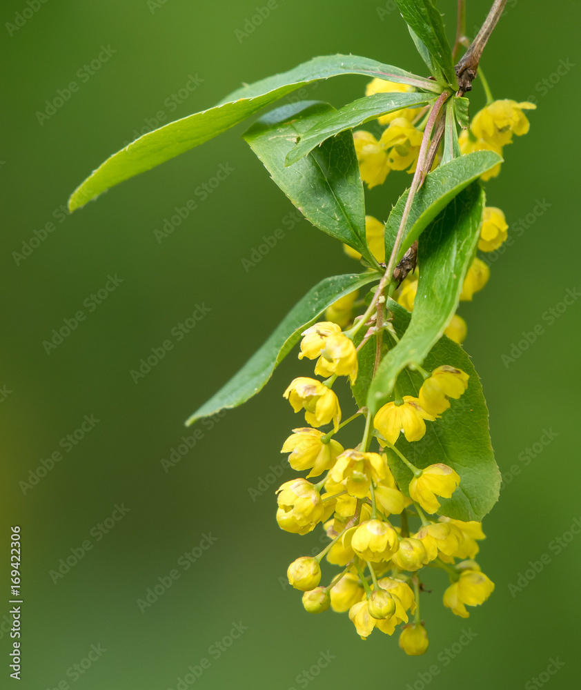 Closeup of the blossoms of Berberis vulgaris Closeup of the blossoms of Berberis vulgaris