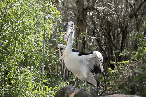 Fotografija pelican
