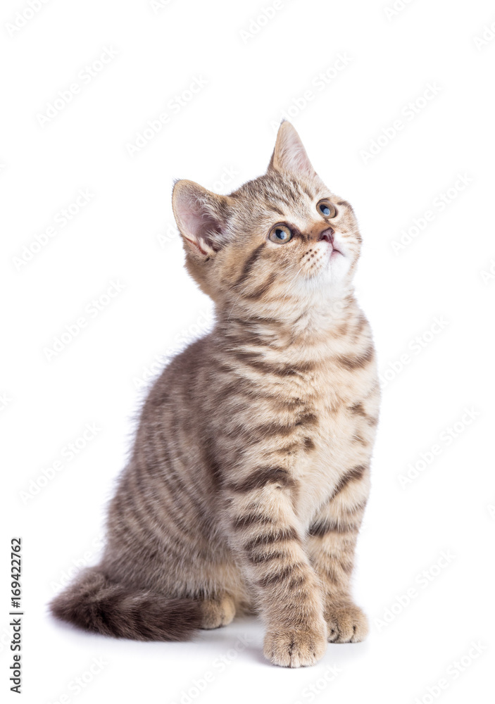 Sitting young cat full length looking up isolated