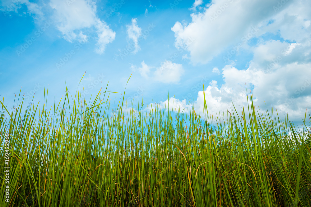 Fototapeta premium Green grass behind the cloudy sky