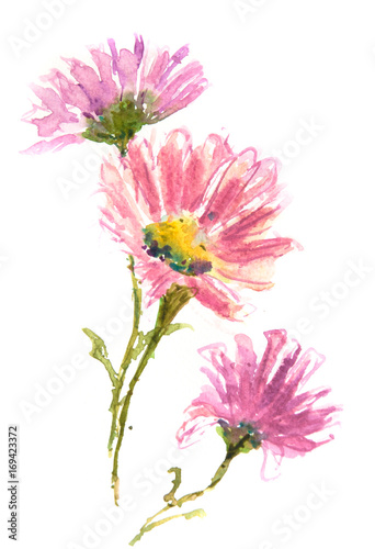 Pink flower on white background  watercolor illustrator  floral art  botanical art