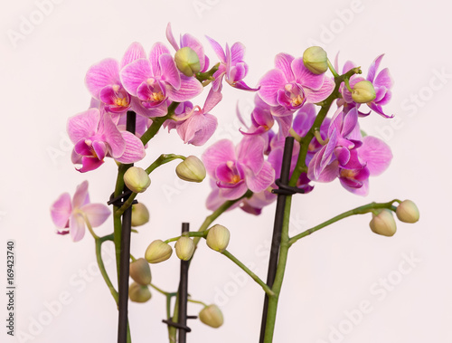 Closeup of the blossoms of a pink orchid