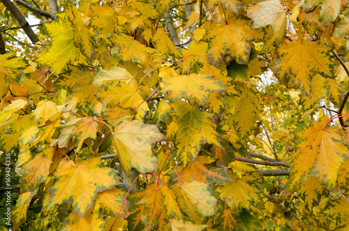 Красивые желтые листья клёна с обводкой на дереве осенью
