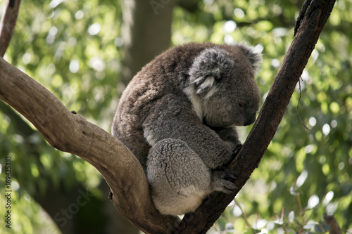 Fototapeta Naklejka Na Ścianę i Meble -  koala