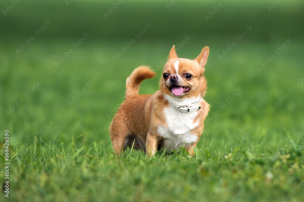 red chihuahua dog standing outdoors