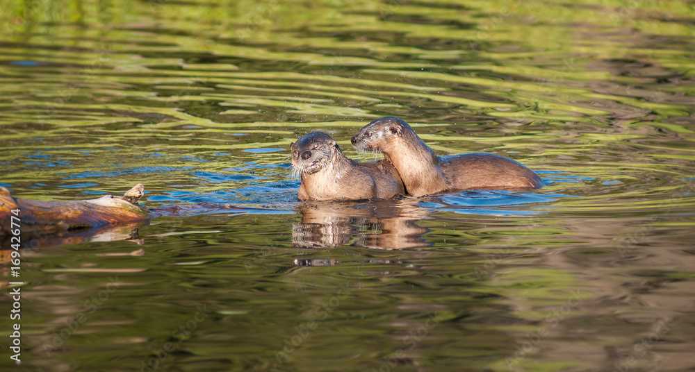 Fototapeta premium River otters in Yellowstone