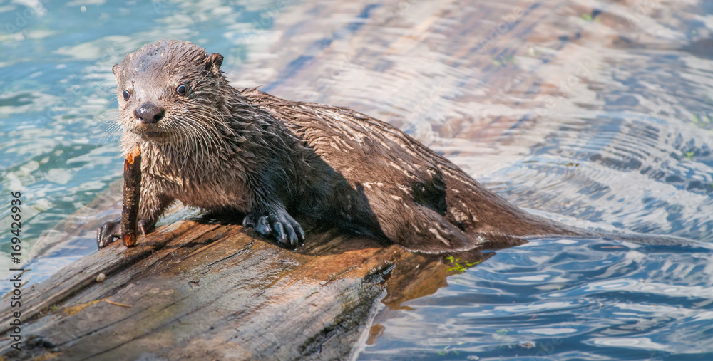 River otters in Yellowstone River otters in Yellowstone