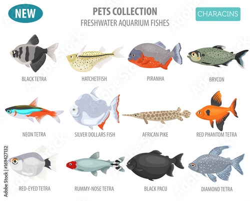 Freshwater aquarium fishes breeds icon set flat style isolated on white. Characins. Create own infographic about pets