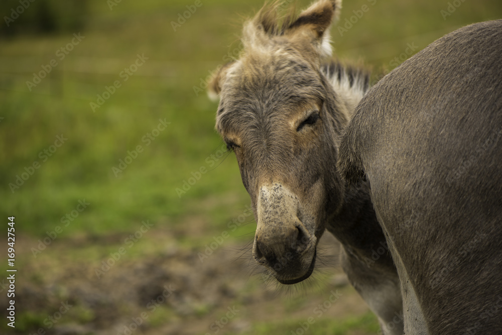 Fototapeta premium Donkey