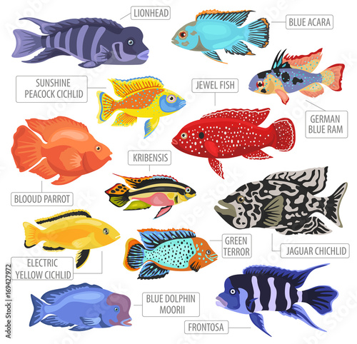 Freshwater aquarium fishes breeds icon set flat style isolated on white. Cichlids. Create own infographic about pets