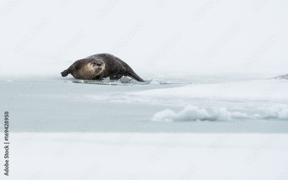 Fototapeta premium River otters in the winter