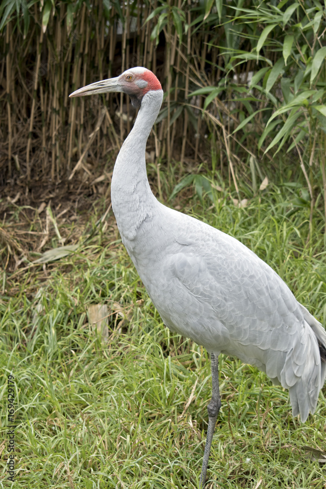 brolga brolga