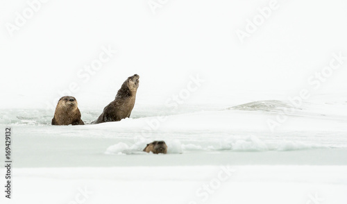 River otters in the winter