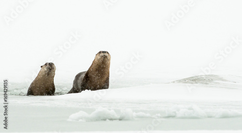 River otters in the winter
