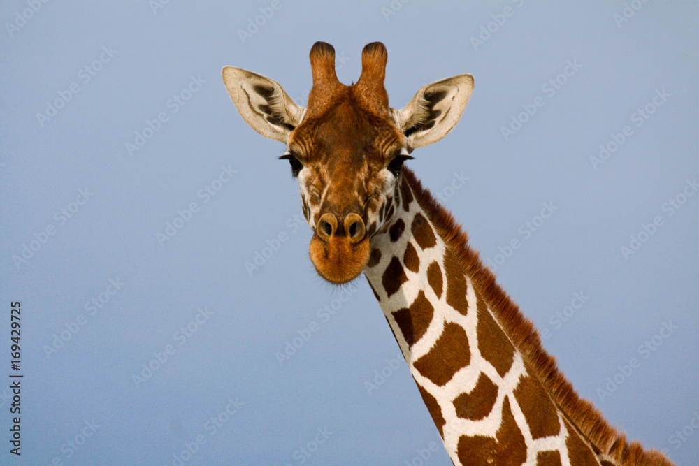 Head-on portrait of a reticulated giraffe Head-on portrait of a reticulated giraffe