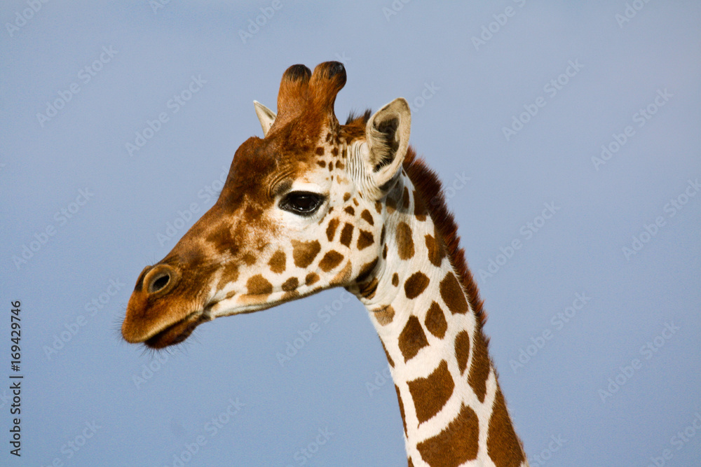 Naklejka premium Profile portrait of a reticulated giraffe