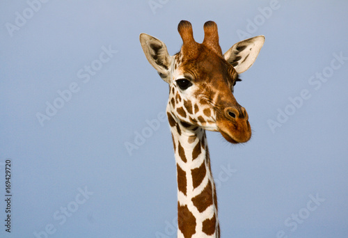 Head and neck of a reticulated giraffe