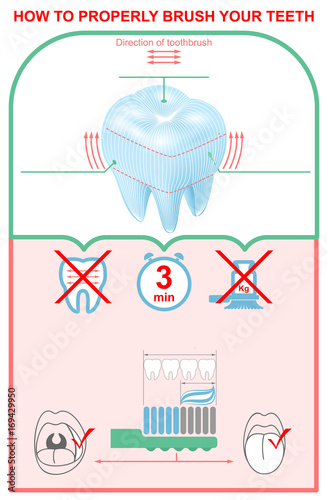 How to brush your teeth properly. Education dentistry infographics