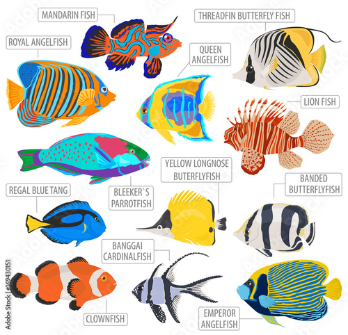 Freshwater aquarium fish breeds icon set flat style isolated on white. Coral reef. Create own infographic about pet