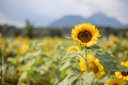 Fototapeta Naklejka Na Ścianę i Meble -  Sonnenblume in Sonnenblumenfeld, Textfreiraum