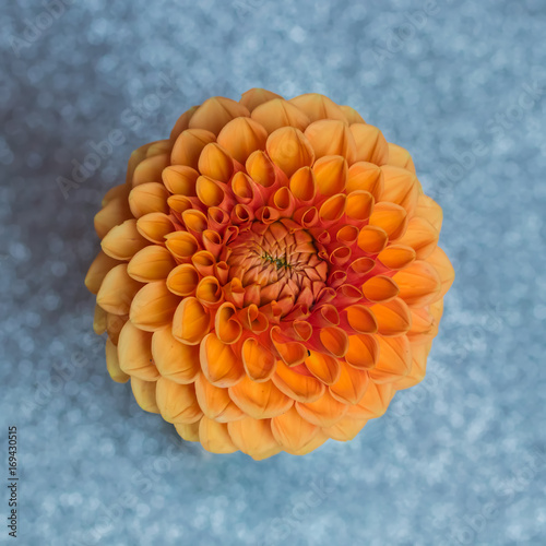 Fototapeta Naklejka Na Ścianę i Meble -  Orangene Dahlie auf silbernem Bokeh
