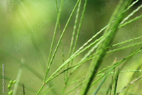 Fresh green grass with leaves and seeds. Abstract summer foliage background in soft focus.