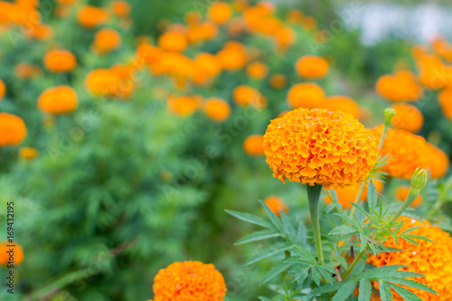 Marigold flowers in garden