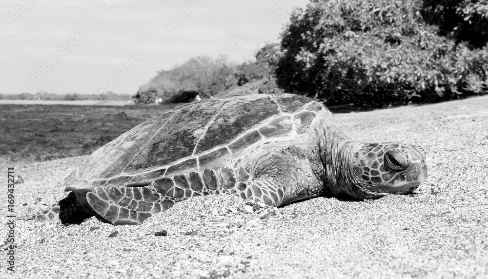 Turtle on beach