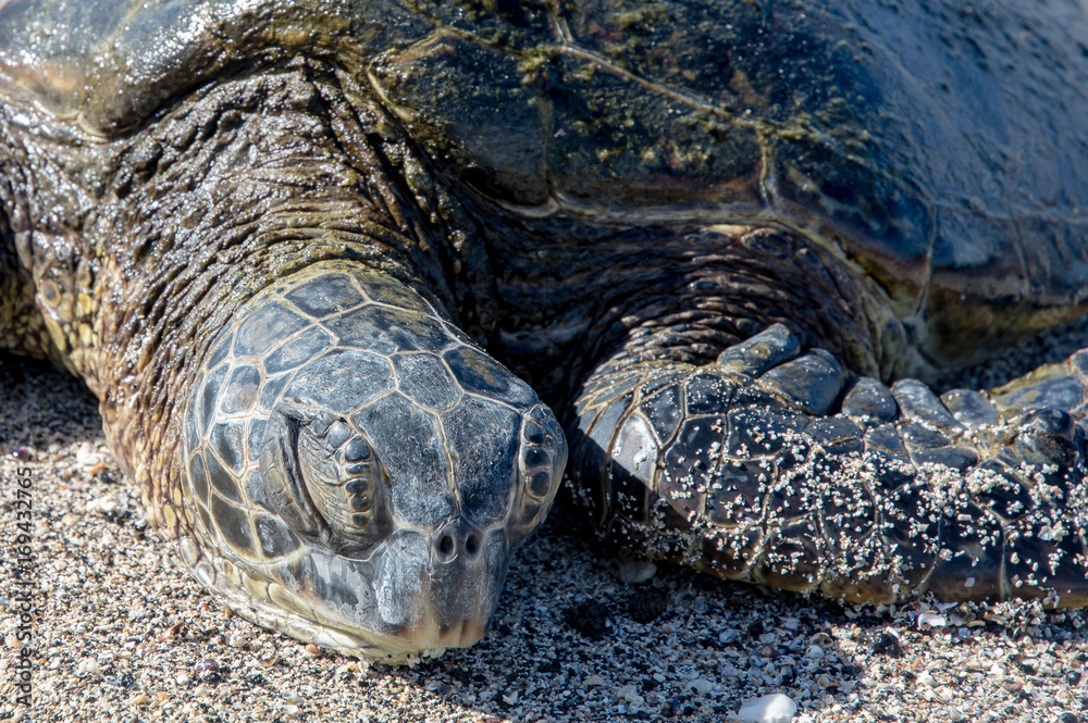 Turtle face