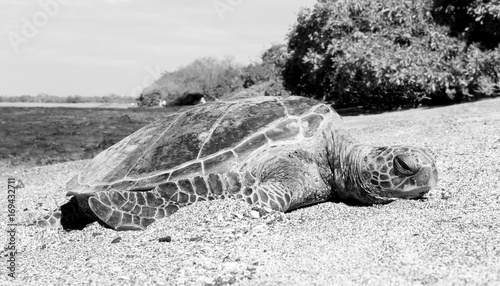 Obraz na płótnie Turtle on beach w salonie