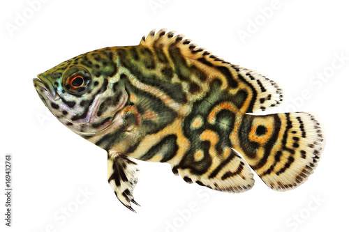 Tiger Oscar Cichlid Astronotus ocellatus aquarium fish