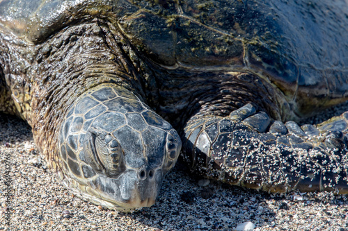 Obraz na płótnie Turtle face w salonie
