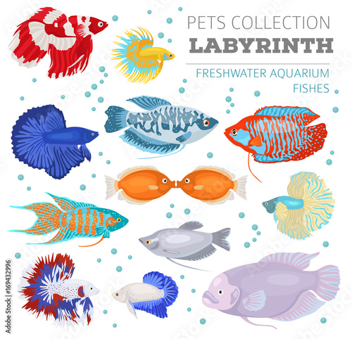 Freshwater aquarium fishes breeds icon set flat style isolated on white. Labyrinth fishes: betta, gourami. Create own infographic about pets