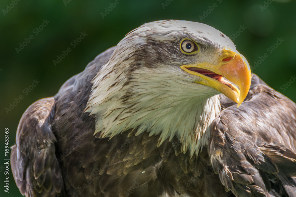 Fototapeta premium Bald eagle close up, bird of prey