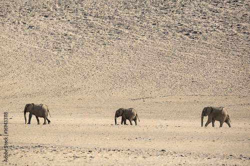 desert elephant family in Purros desert, Namibia photo