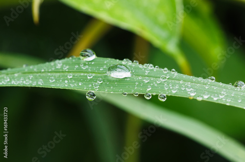 Dew drops on grass fresh leaves are available in nature