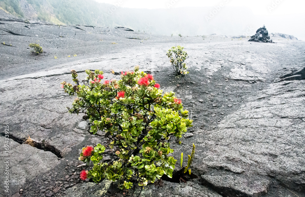 Plant on lava field