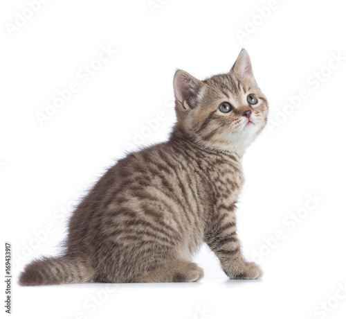 Sitting young cat full length isolated