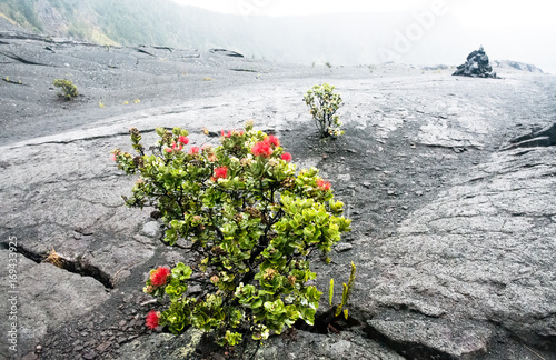 Plant on lava field