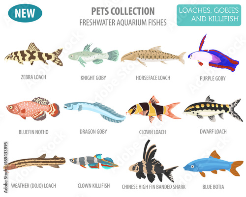 Freshwater aquarium fishes breeds icon set flat style isolated on white. Loaches, gobies, killifishes. Create own infographic about pets