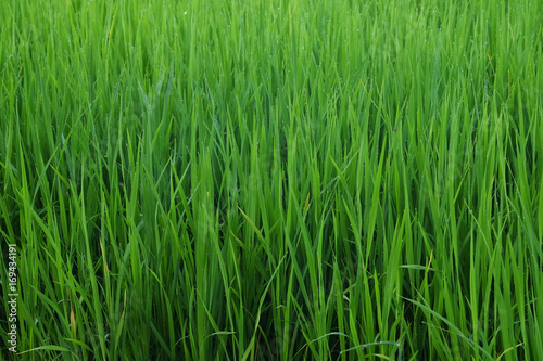 rice in the ricefield in thailand