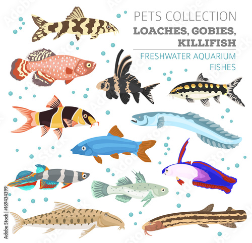 Freshwater aquarium fishes breeds icon set flat style isolated on white. Loaches, gobies, killifishes. Create own infographic about pets