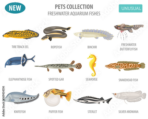 Unusual freshwater aquarium fish breeds icon set flat style isolated on white. Create own infographic about pet