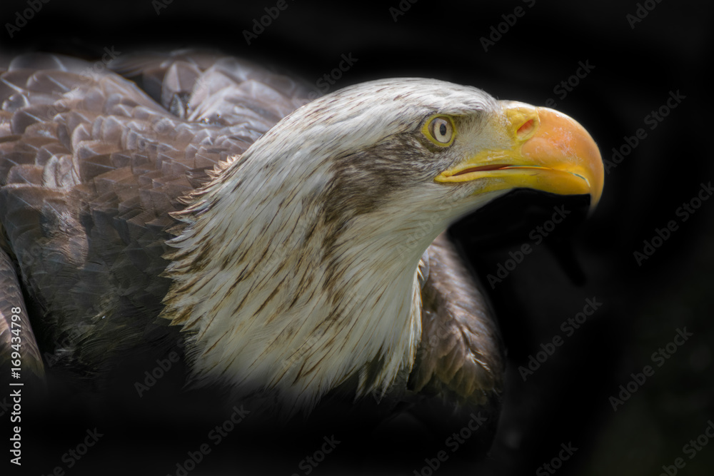 Fototapeta premium Bald eagle close up, bird of prey