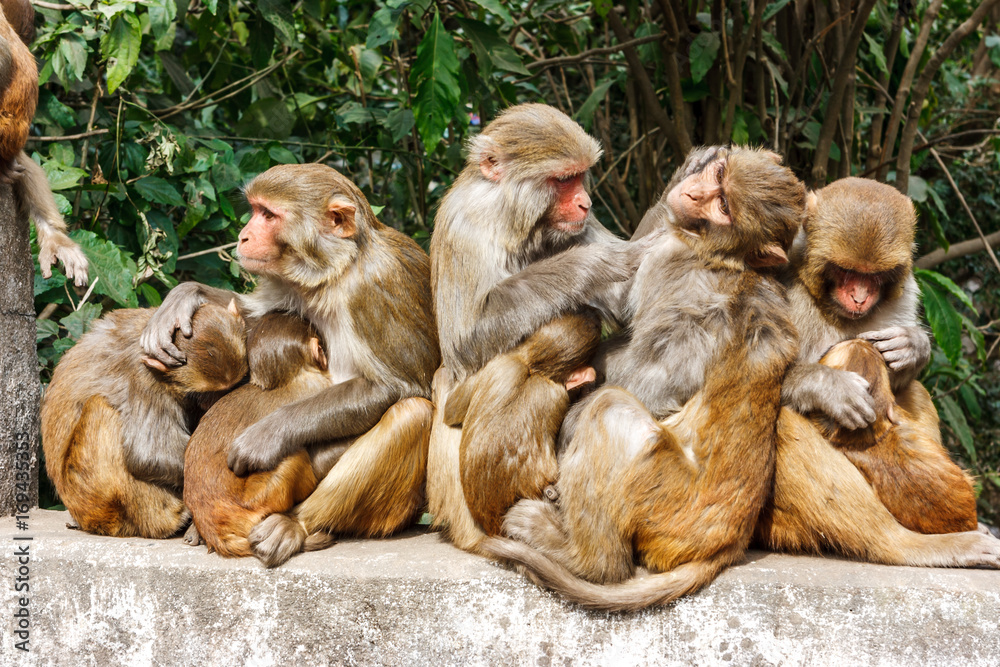 Obraz premium Macacus monkeys living in the Swayambu Nath Temple, Kathmandu, Nepal