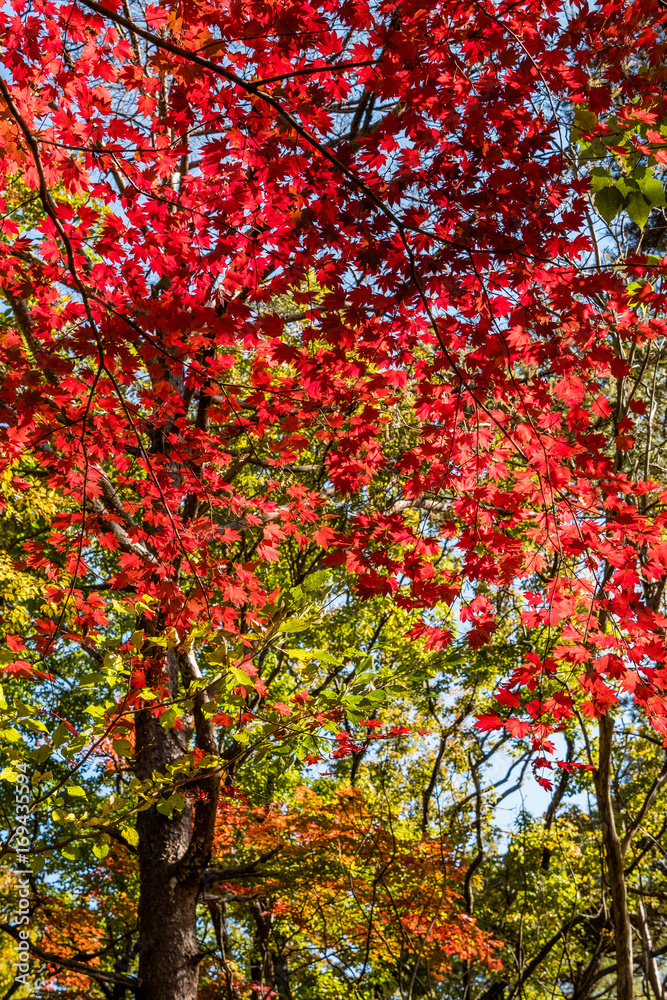changing color leaves in autumn, Japan