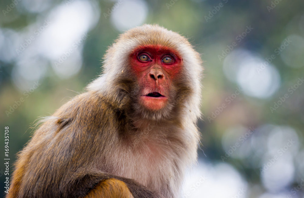 Monkey at the Swayambunath Temple, Kathmandu, Nepal